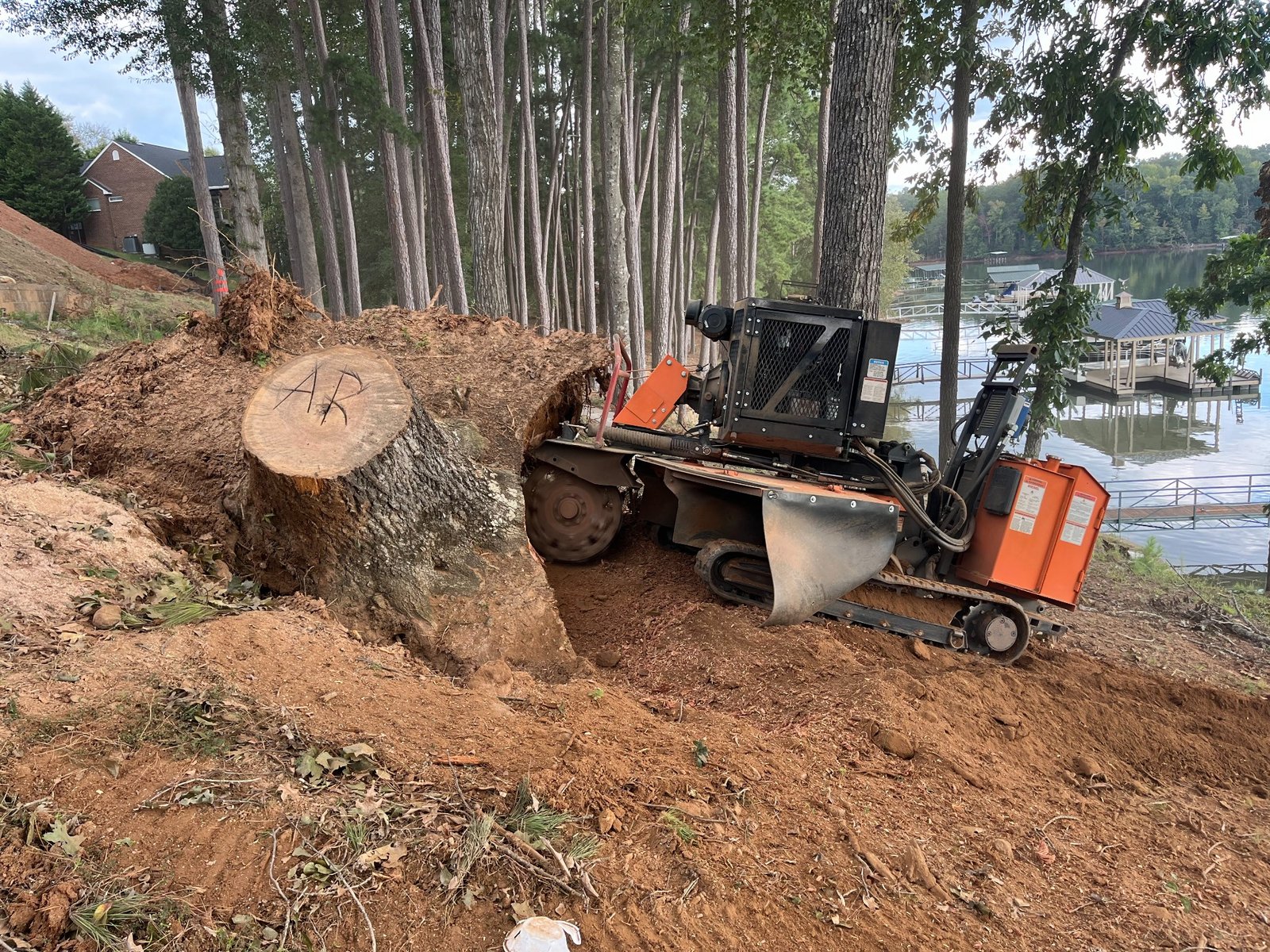 Before stump grinding in Anderson SC