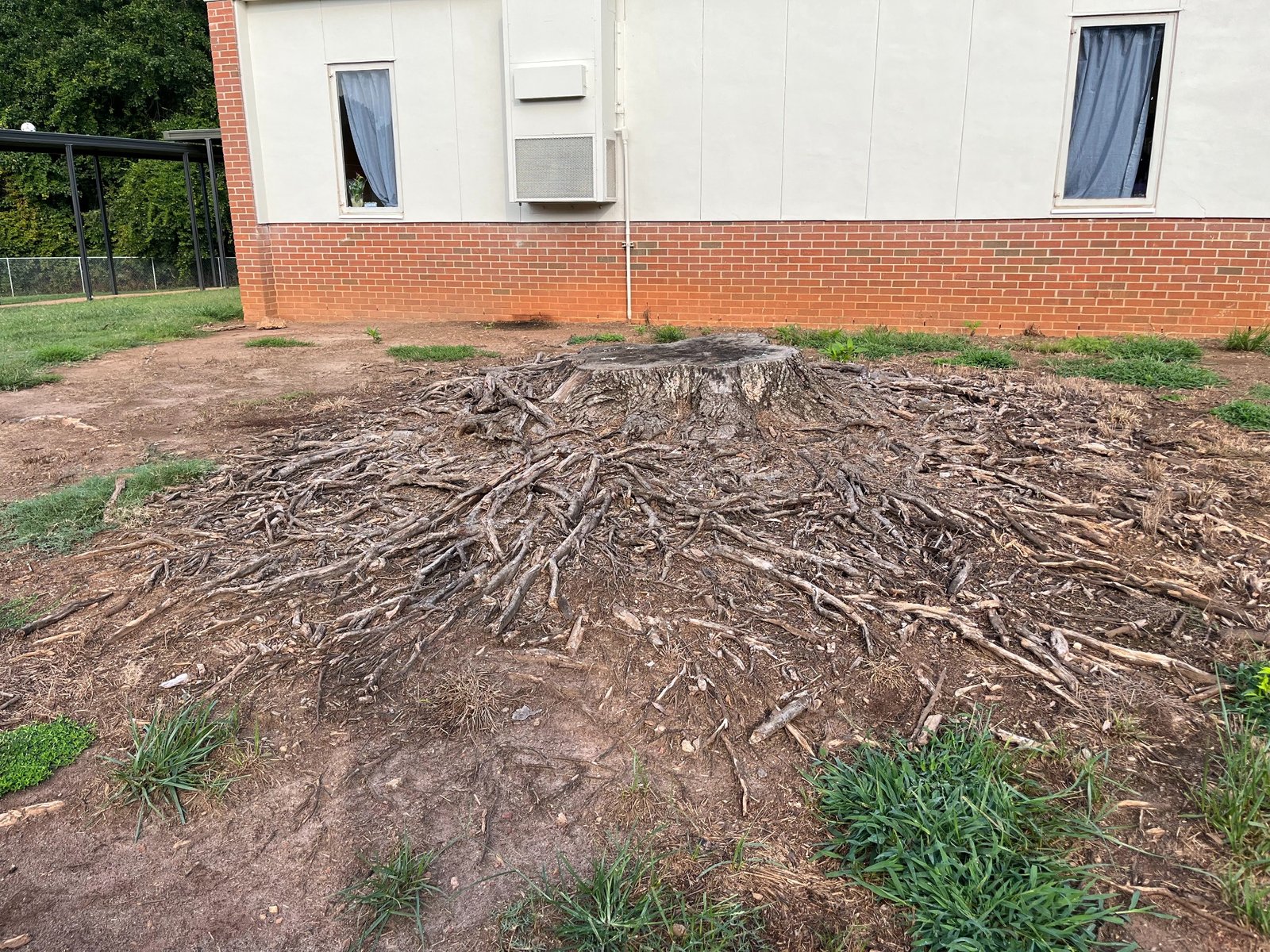 Before stump grinding in Campobello SC