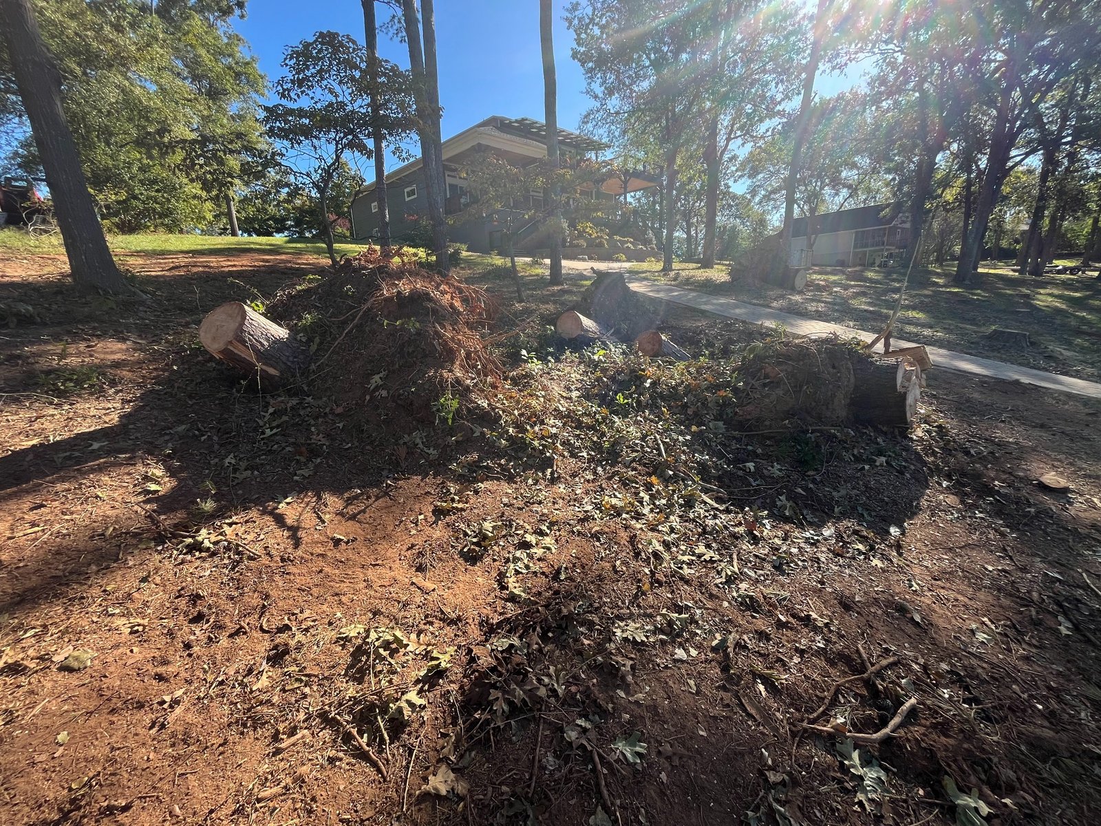 Before stump grinding project 12