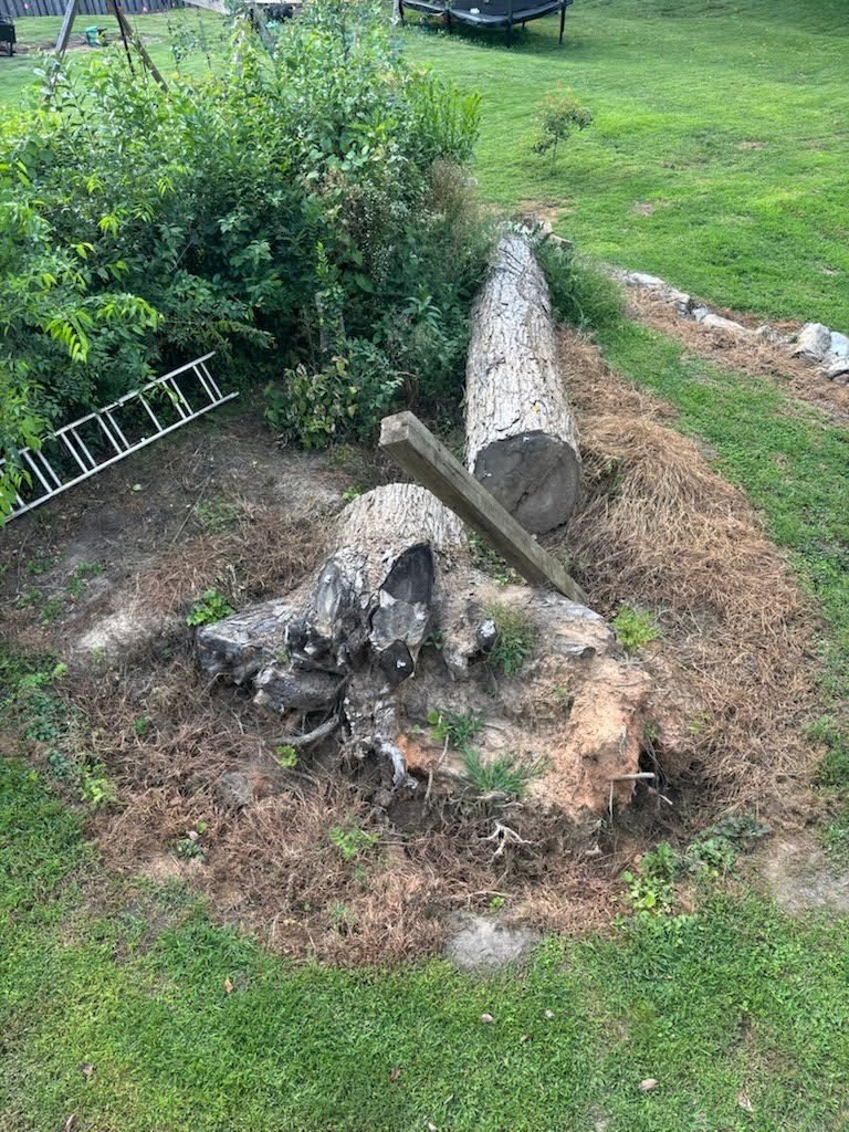 Before stump grinding project 5