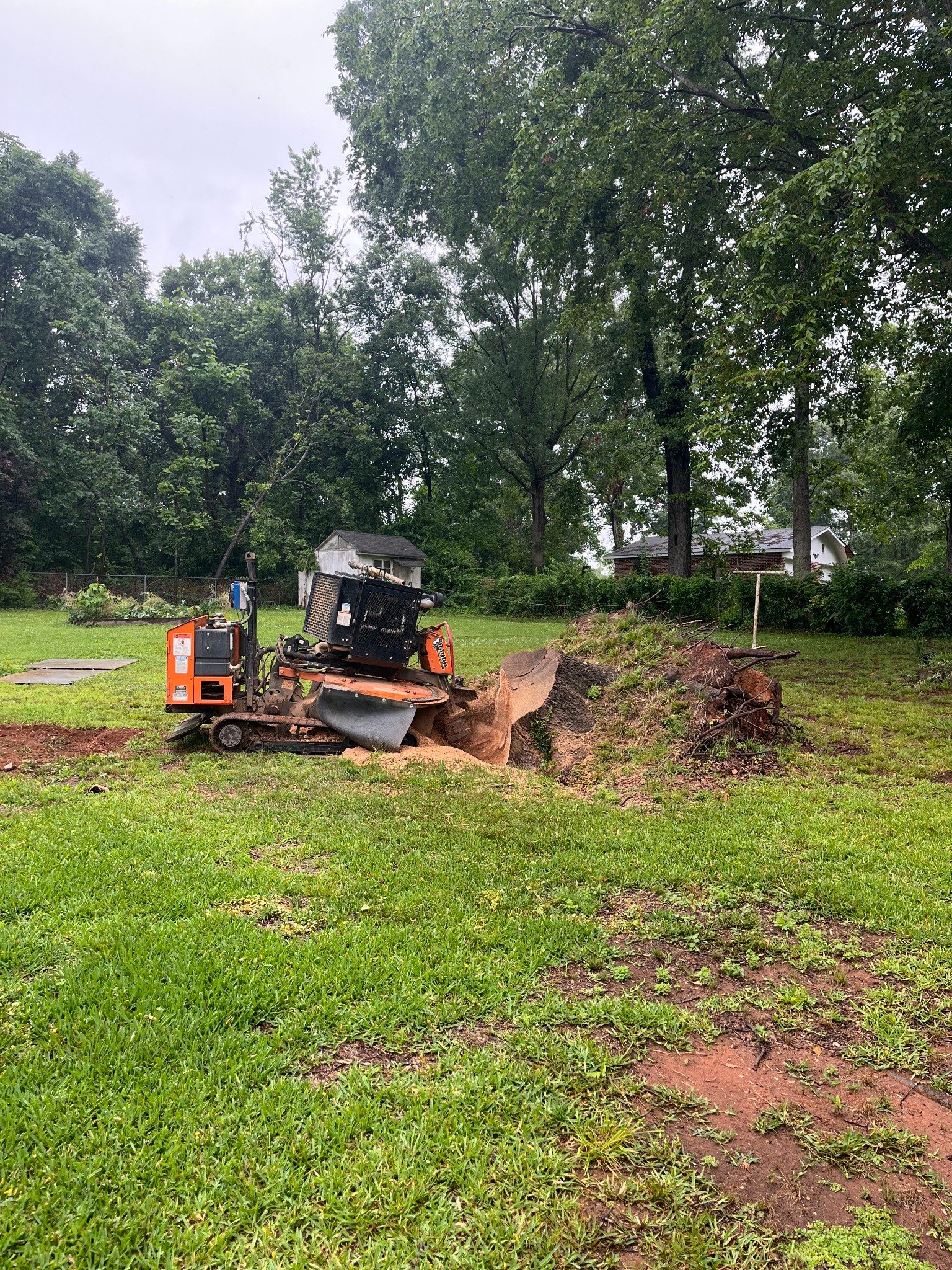 Before stump grinding project 8