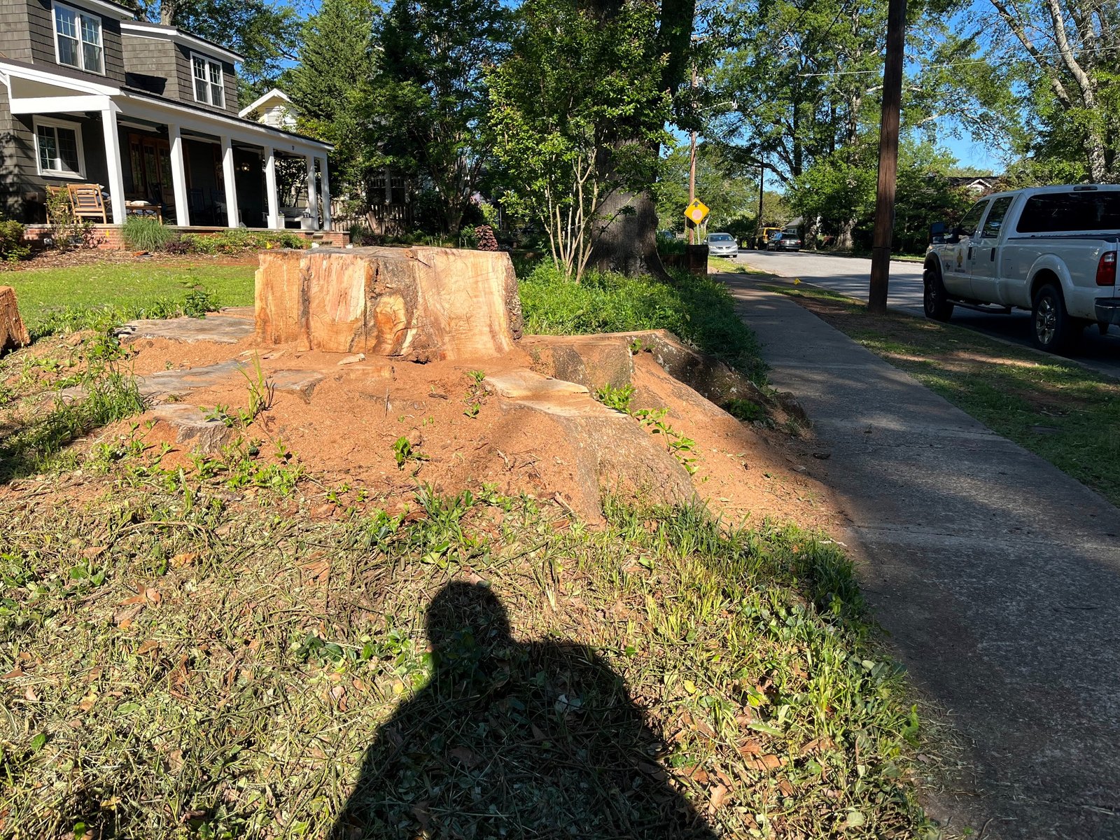 Before stump grinding in Greenville SC