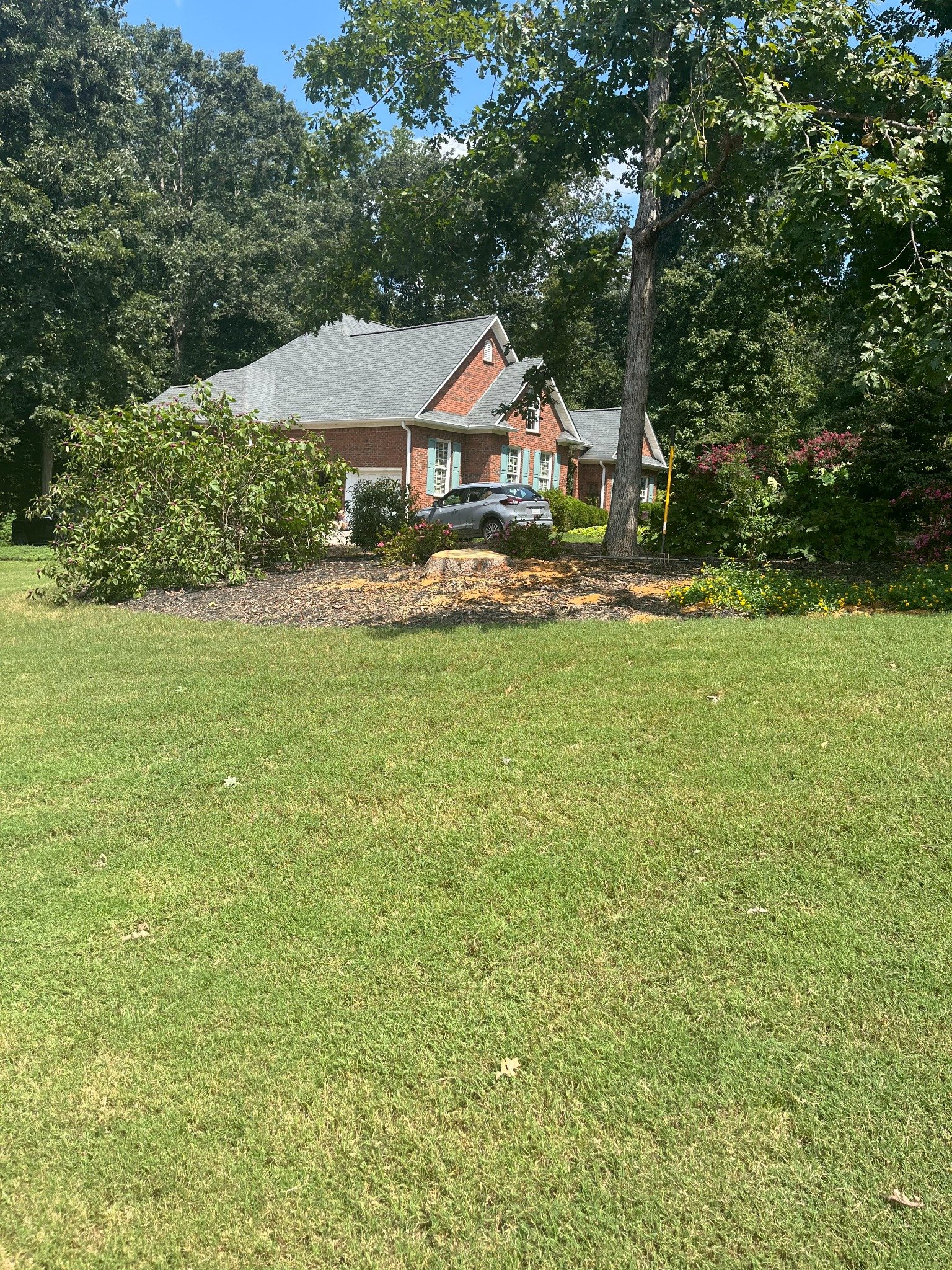 Before stump grinding in Simpsonville SC